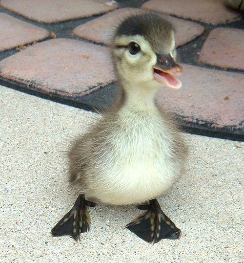 LIAM PAYNE AS DUCKLINGS; a very cute thread
