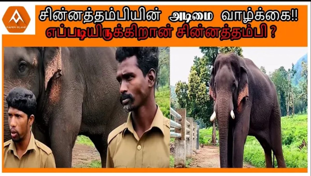 Paperplane018's tweet photo. https://t.co/lWVdq26P1E

#chinnathambi #elephants #wildelephant #kumki #paperplanetamil #paperplane https://t.co/YOVRn62cbv