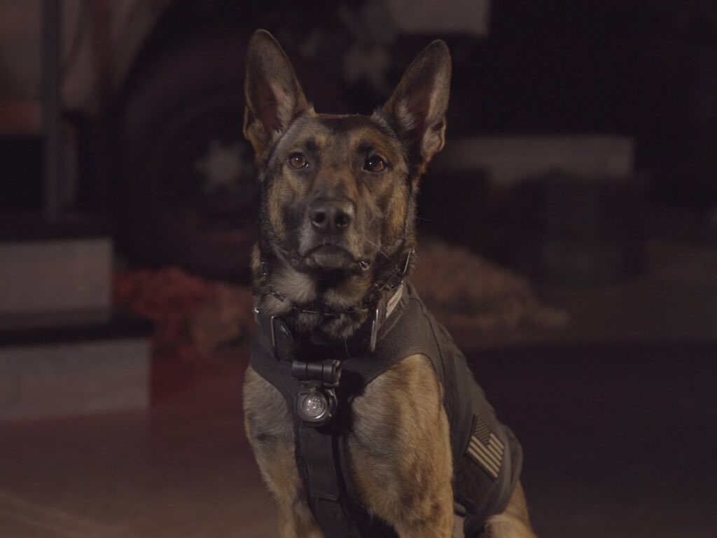 JGilliam_SEAL's tweet photo. If you want to be inspired, take a look at this video about the #k9project featuring my buddy #Raven and his handler Phil at the @NavySEALMuseum.
https://t.co/Q9RfKHbmM7 https://t.co/D4xZuBQhAj