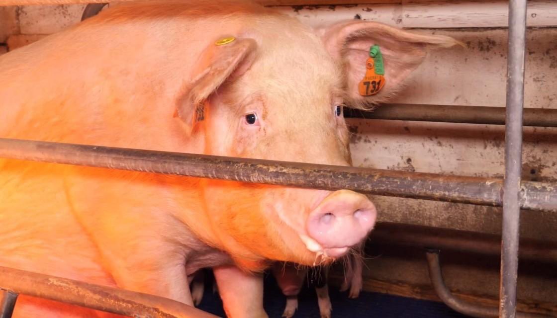 NZAnimalLaw's tweet photo. Victory for Animals! The rule of law has @NZALA in partnership with @SAFE announce that the High Court has ruled that the regulations and minimum standards which allow for the use of farrowing crates and mating stalls are unlawful! https://t.co/b45QojNlYQ