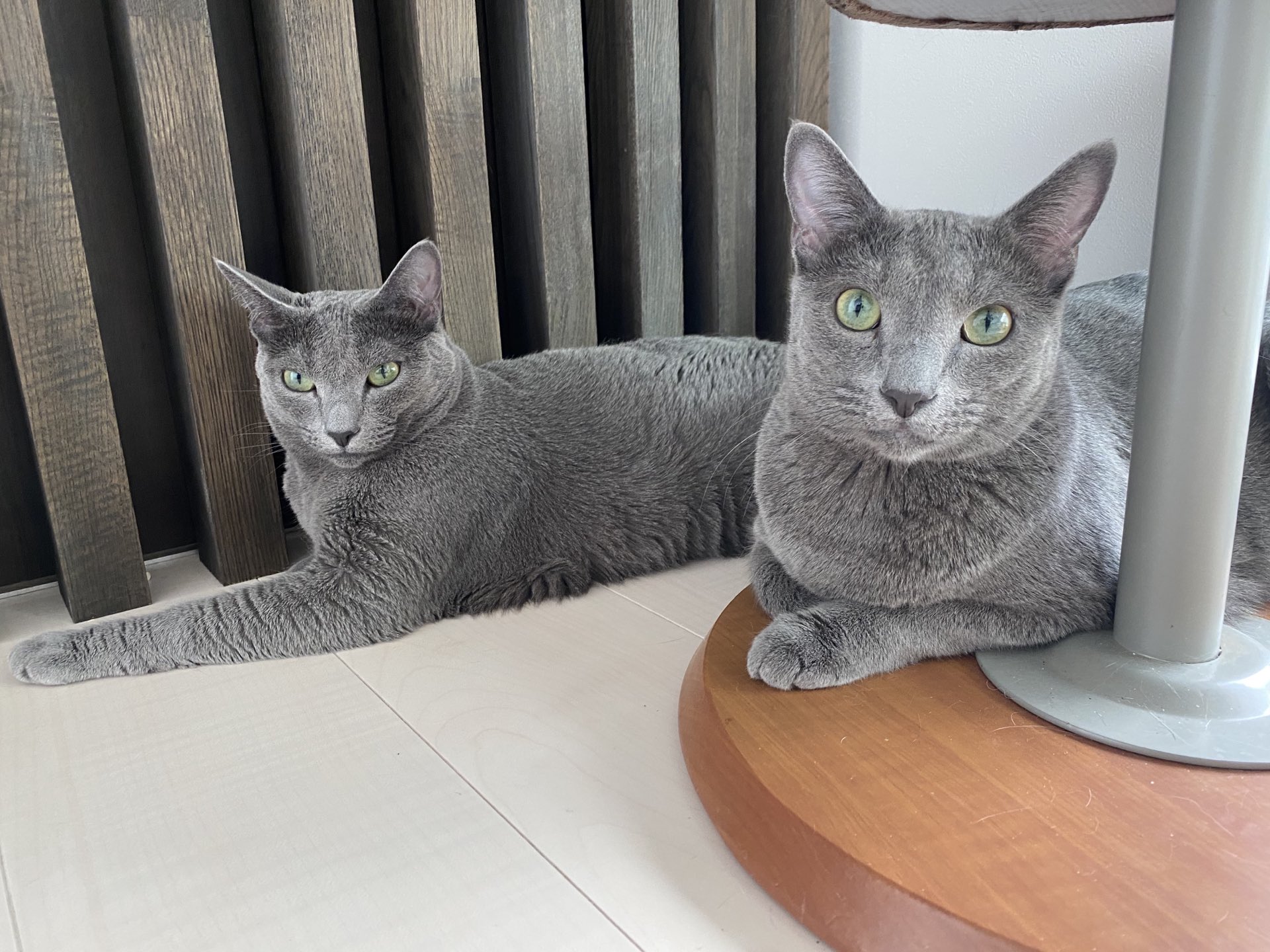 キャットアパートメントコーヒー 元 町家猫カフェ 今日は双子のロシアンブルー エルくんとエカちゃんのお誕生日です だらだらのびのびマイペースなお姉ちゃんとめちゃくちゃビビりの弟 性格は正反対な2人ですが 見た目と食いしん坊なところは