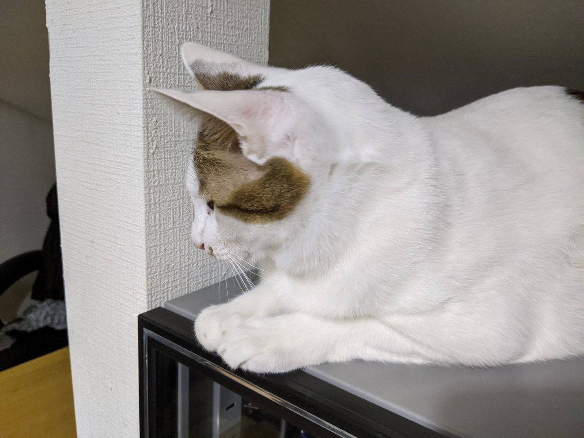 karakoro72's tweet photo. 息子の動きを念入りにチェック。

#ころん #保護ねこ #猫のいる暮らし https://t.co/FdKPGFCIWQ