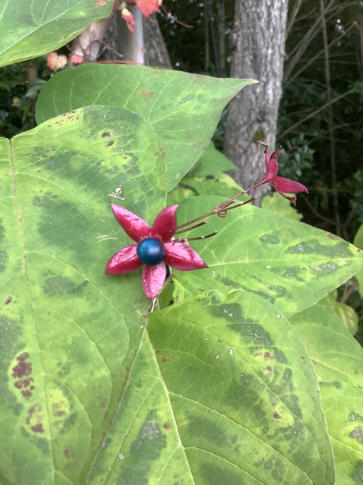きょ このビビッドなピンクとブルーの花の木はクサギだったかしら 臭木って書くの 臭いらしい すぐ横にヘクソカズラ がいたので ぐるぐる巻きにして連れ帰り 乾かします 屁糞葛って 臭木より気の毒な名前なんだけど 私には草の匂いしかしない 実を