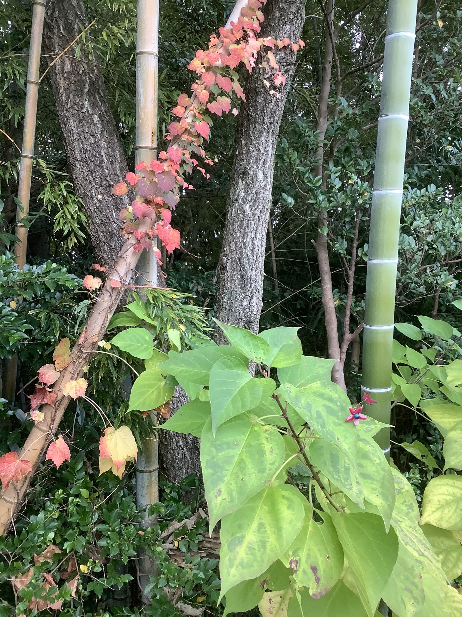 きょ このビビッドなピンクとブルーの花の木はクサギだったかしら 臭木って書くの 臭いらしい すぐ横にヘクソカズラ がいたので ぐるぐる巻きにして連れ帰り 乾かします 屁糞葛って 臭木より気の毒な名前なんだけど 私には草の匂いしかしない 実を