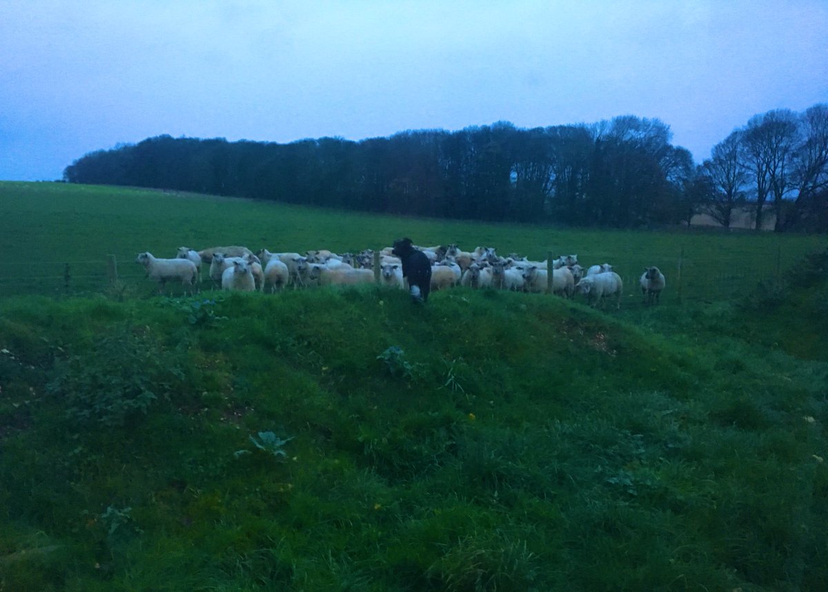 alison_woodall's tweet photo. Wondering where the sheepdog puppy has disappeared to .... Dash the sheep whisperer 😂😂 #sheep365 #bordercollie #trainie #sheepdog https://t.co/mPP3KYBalQ