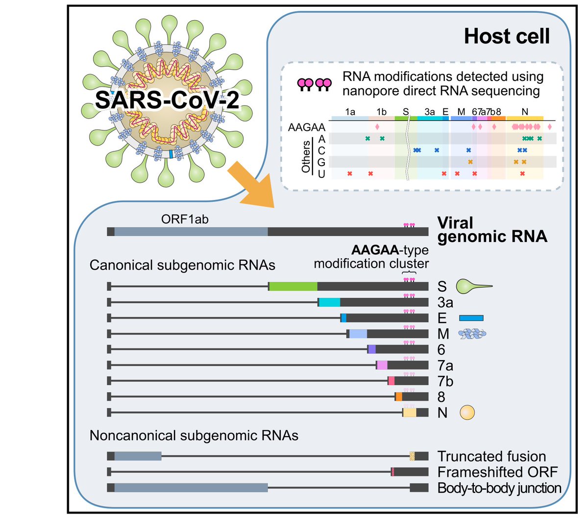 Freedom Requires Live-Dead analysis: Subgenomic RNAYou need to pay attention to Wolfel et al and Kim et al.A very elegant method for Live-Dead analysis.But before we dive into that Mol-Bio hole, you must see the gravity of Liotti’s work. https://jamanetwork.com/journals/jamainternalmedicine/fullarticle/10.1001/jamainternmed.2020.7570?guestAccessKey=26a817a5-2e73-4c00-9fc8-42493feb1b6e&utm_source=silverchair&utm_medium=email&utm_campaign=article_alert-jamainternalmedicine&utm_content=olf&utm_term=111220