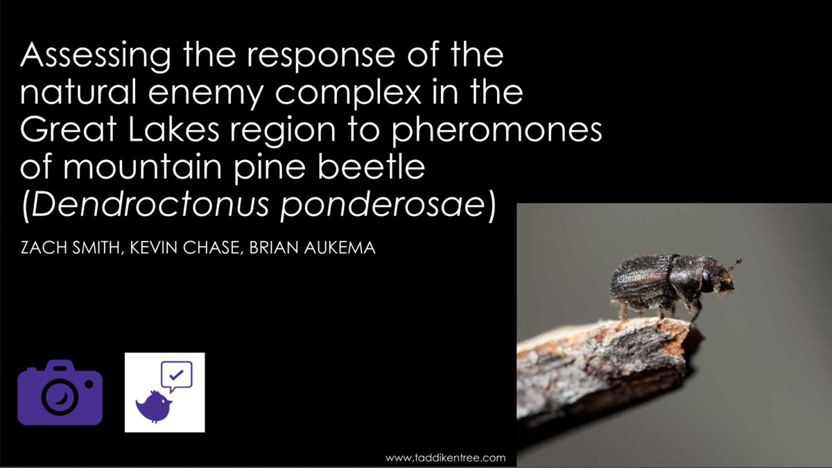umn_frenatae's tweet photo. Today we will be featuring on-demand #ForestEntomology talks you can watch during #EntSoc20
Zach Smith is a Master student with @BugsNTrees. Check out his talk on mountain pine beetles and their natural enemies
@UMN_Entomology #ForestEnt https://t.co/mzCVOmTNpO