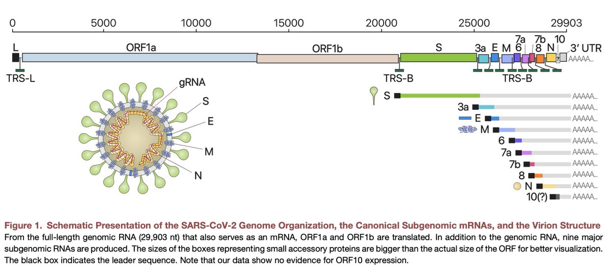 So what is creating the long tail of qPCR positivity that is not infectious. This is believed to be due to subGenomic RNA. Kim et al has the best review on this.  https://www.ncbi.nlm.nih.gov/pmc/articles/PMC7179501/pdf/main.pdf
