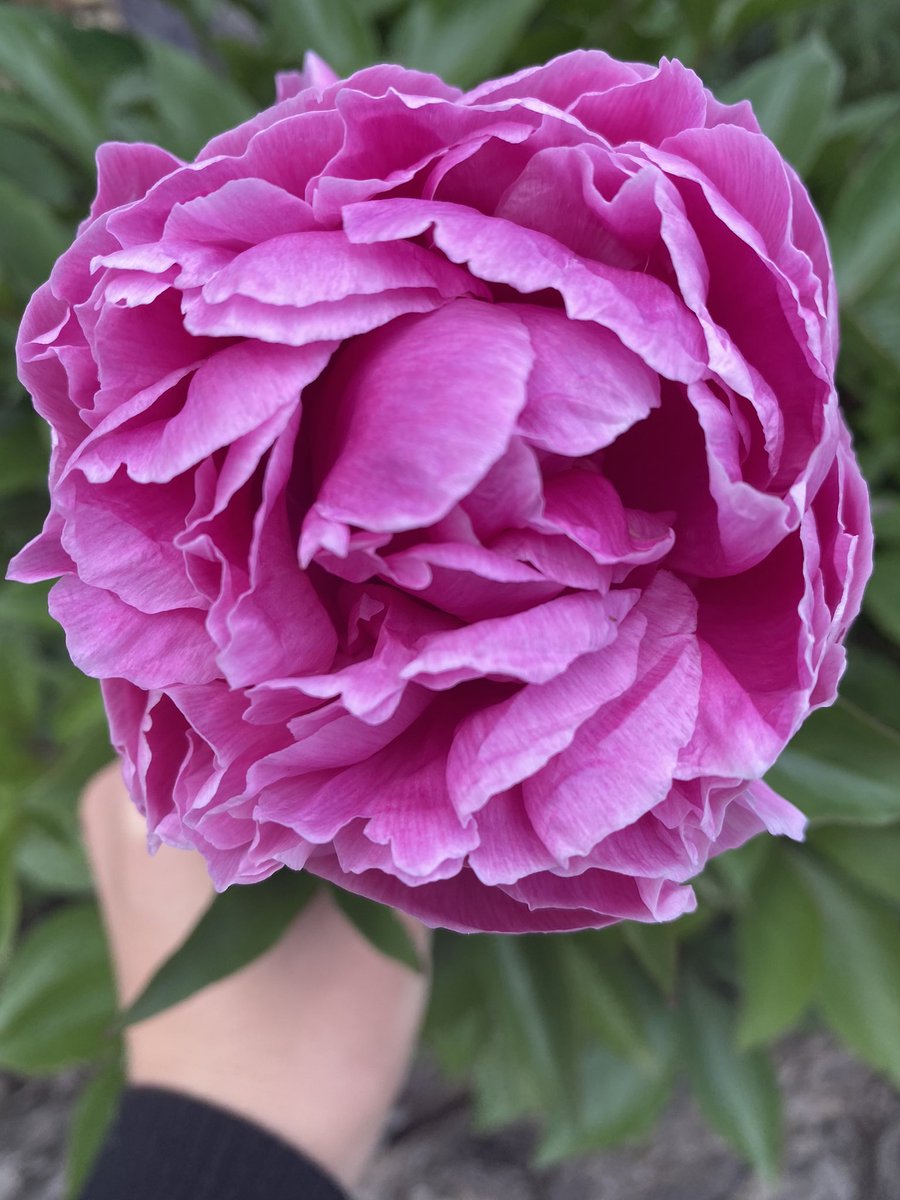 destructiondog's tweet photo. My first Peony blossom opened up on Tarshy’s birthday... thinking of you and sending sweet kisses right back to you my girl 😘💖🌈 https://t.co/Jgm9lLMelT