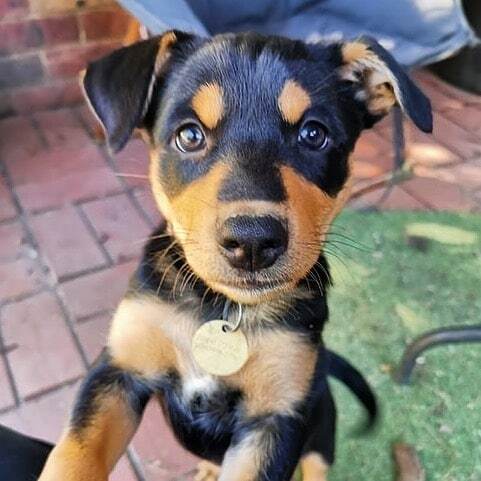 Kelpie Country (@kelpiecountry) / Posts / X