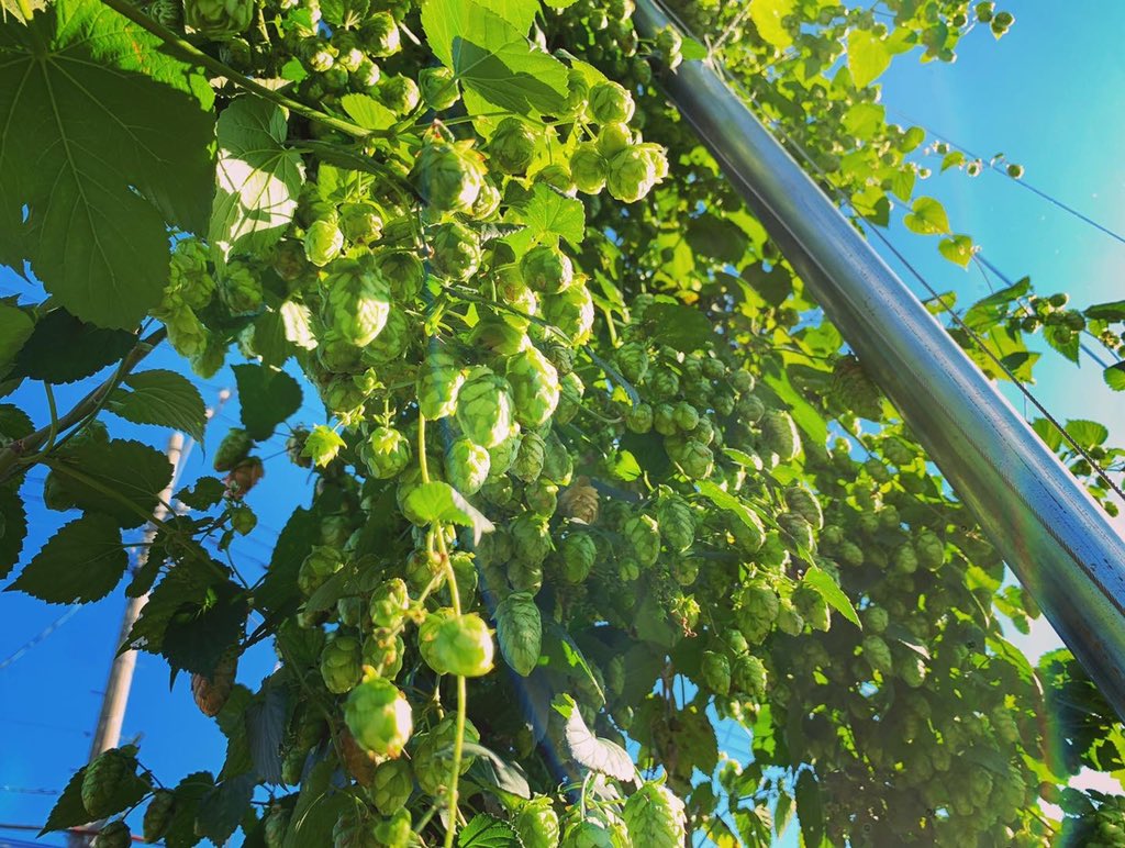 【東京ホッププロジェクト、今年最後の収穫！🍻👩‍🌾👩‍🌾👩‍🌾🍻】
吉祥寺の地でスクスクと立派に育ったホップ、今年最後の収穫を行いました😢
そして！生ホップを使ったビールをもう一回仕込みます！！！
完成次第、近隣の飲食店さん等で販売を行う予定ですので、続報をお待ち下さい！🤩✨