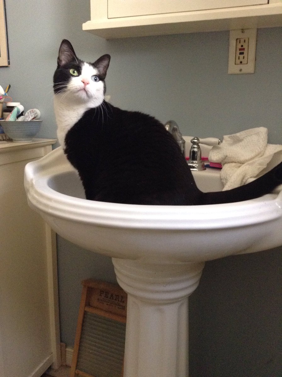 AlexandraLSmit2's tweet image. Most of the time, George makes me laugh at his antics. But his activities can get pretty expensive! It’s been a rough week around here and I’m on the hook for a new lamp. Even so, I love the little rascal and he tickles my funny bone more than he vexes me. #Exasperating #PITA