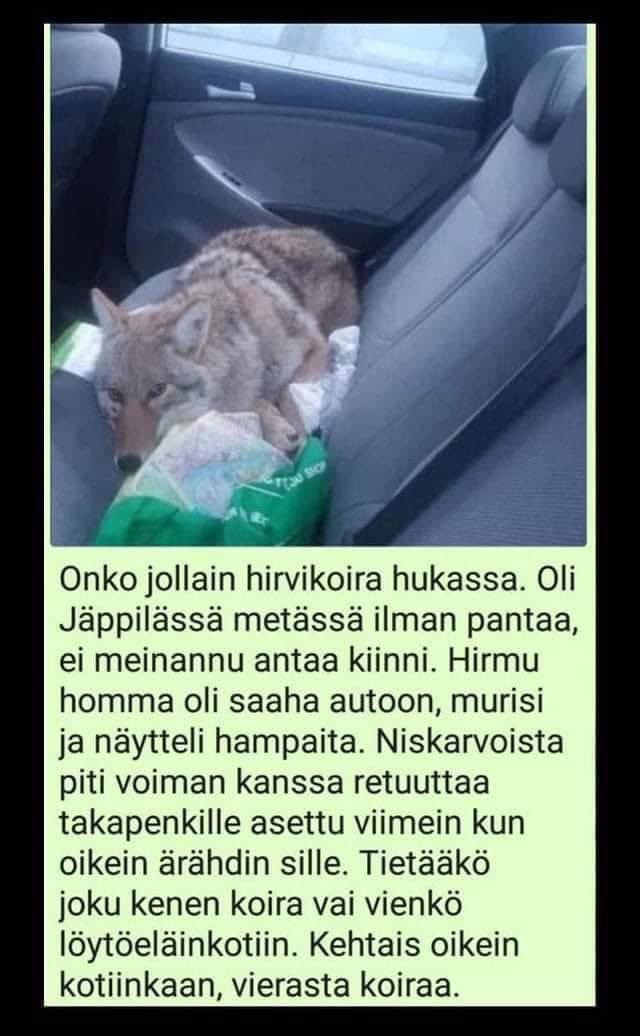 PeimarinS's tweet photo. 3-kopissa oltiin huolissaan Sauvon petoeläintilanteesta. Homma on nyt hallinnassa #sisu #susi #sauvo https://t.co/6XHpF9vOUS