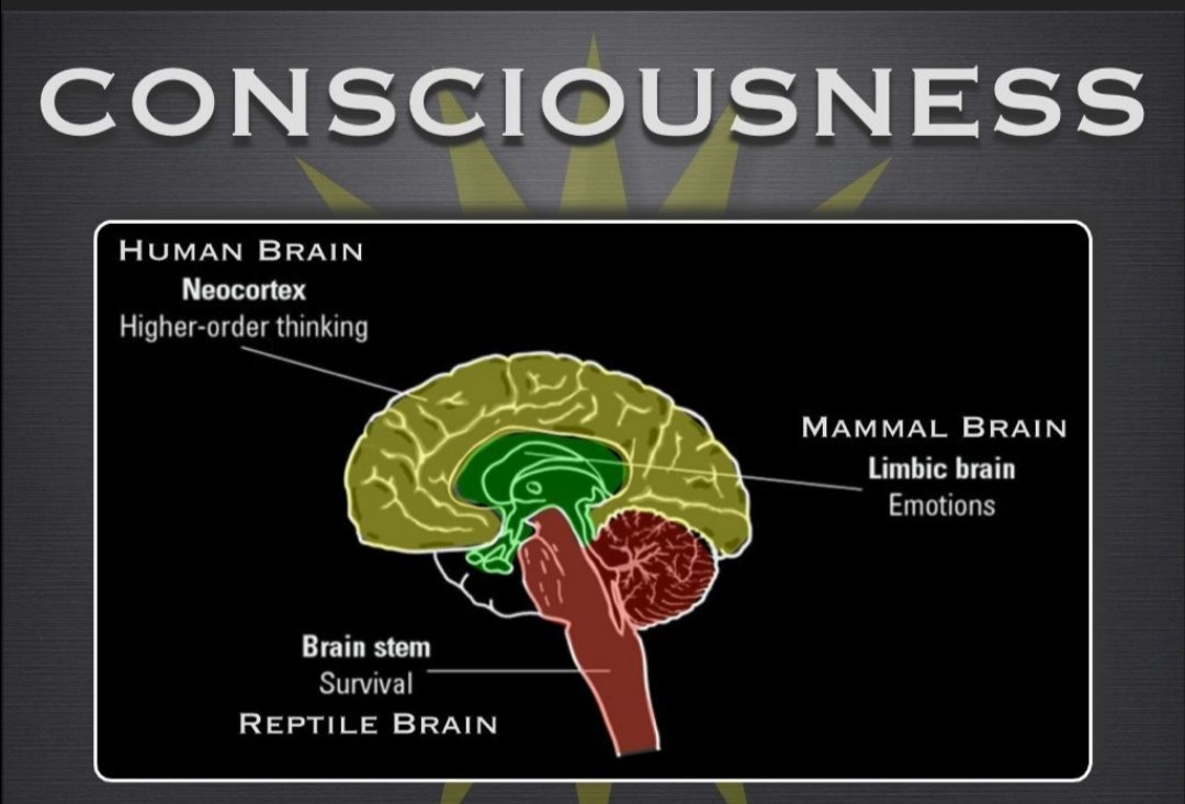 from both sides, simultaneously.Consider also, if you will, the Triune Brain. This model is based on three dominant structures in the human brain: the Lizard brain, the Mammal brain and the Human brain.