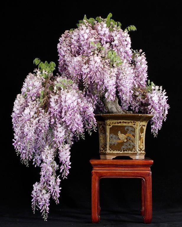 BonsaiTurkey's tweet photo. Şelale tarzı Mor Salkım ağacı (Kengai/Cascade Style Wisteria sinensis) Bonsai

#bonsai #kengai #cascadestyle #wisteriabonsai https://t.co/6WKCzx9aPg