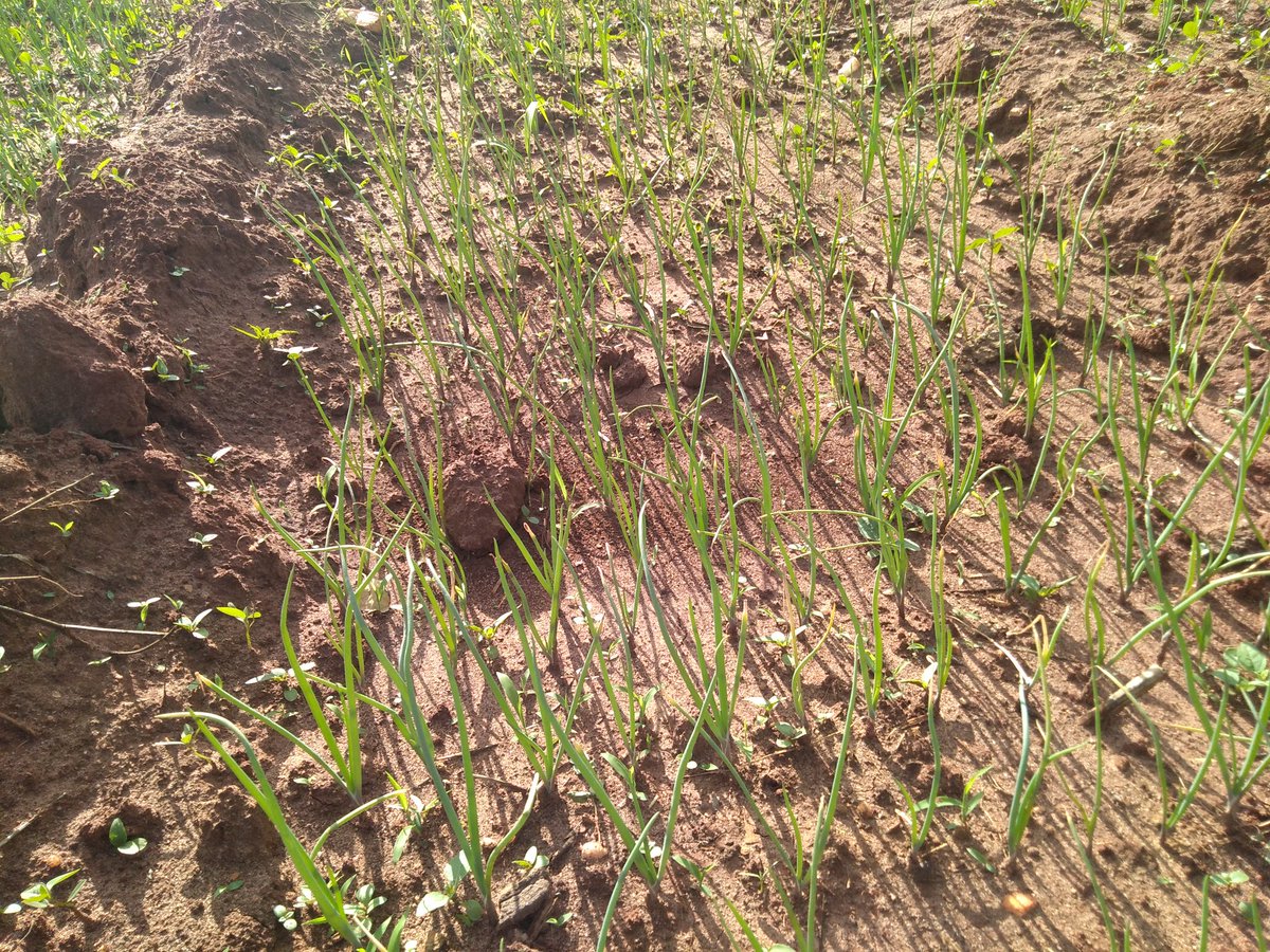 KenfoGroup's tweet photo. Basins are pretty much good and especially in dry areas...

We planted half an acre to see their production and crop management.. https://t.co/yfSfS9WJtn