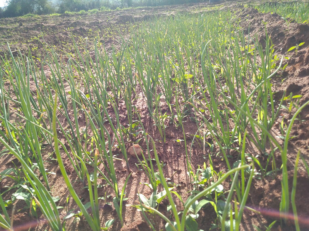 Basins are pretty much good and especially in dry areas...

We planted half an acre to see their production and crop management..