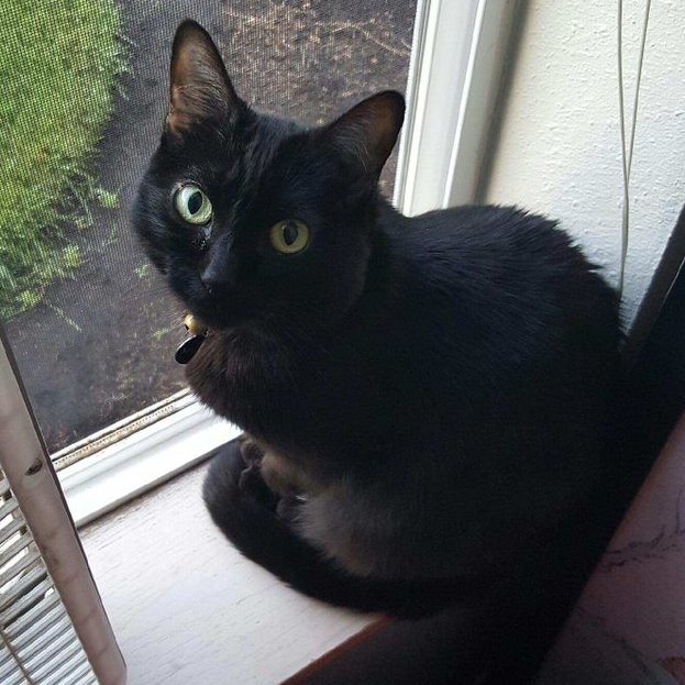 AntiPrincess78's tweet photo. Dis my baby, Myth.
We've run together for over 13 years now.
Been together through thick &amp; thin, good times &amp; bad. 
She's my #GoodLuck baby, my sweet little girl. 🐈‍⬛🖤😻
Happy #FridayThe13th

#FridayFeeling #FridayThe13th2020 #BlackCats #BlackCatsOfTwitter #NotBadLuck #BlackCat https://t.co/eR7hXV7FzY