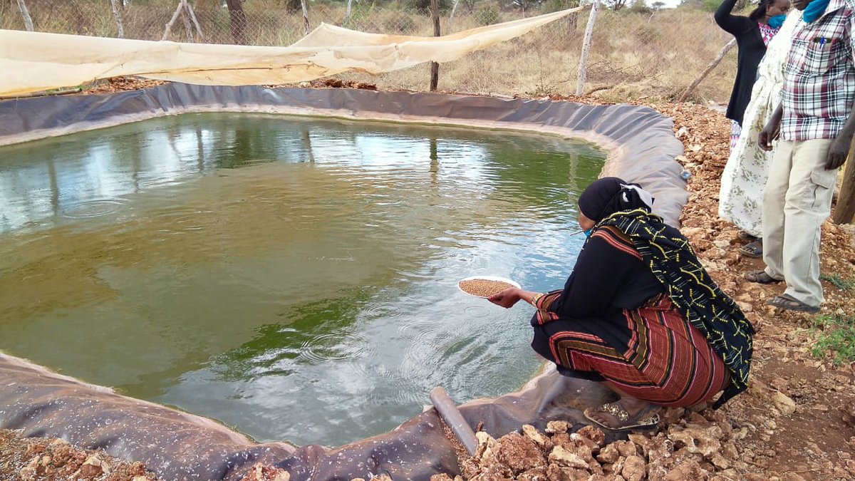 lmskenya's tweet photo. LMS works with women entrepreneurs such as Makka Pasture group based in @isiolo011 to enable them to diversify livelihoods thus leading to an increase in their household income. The Makka Pasture group members are not only fodder producers, but also rear fish, poultry &amp; Bees.#FBF https://t.co/AsQjK0nGAB