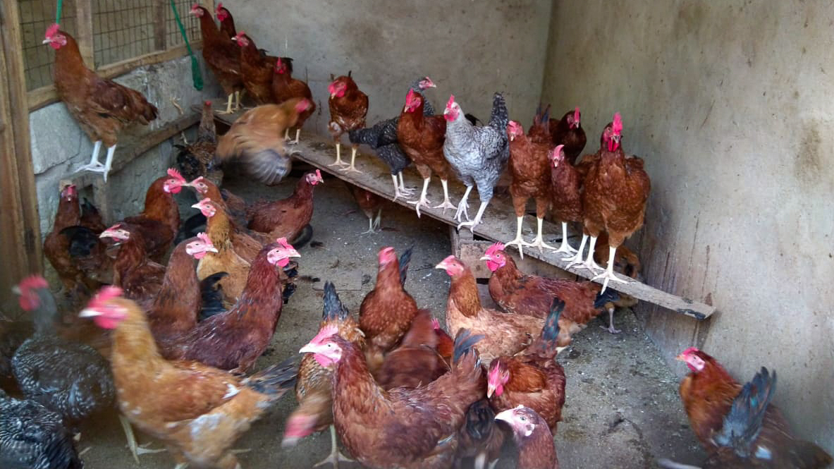 lmskenya's tweet photo. LMS works with women entrepreneurs such as Makka Pasture group based in @isiolo011 to enable them to diversify livelihoods thus leading to an increase in their household income. The Makka Pasture group members are not only fodder producers, but also rear fish, poultry &amp; Bees.#FBF https://t.co/AsQjK0nGAB