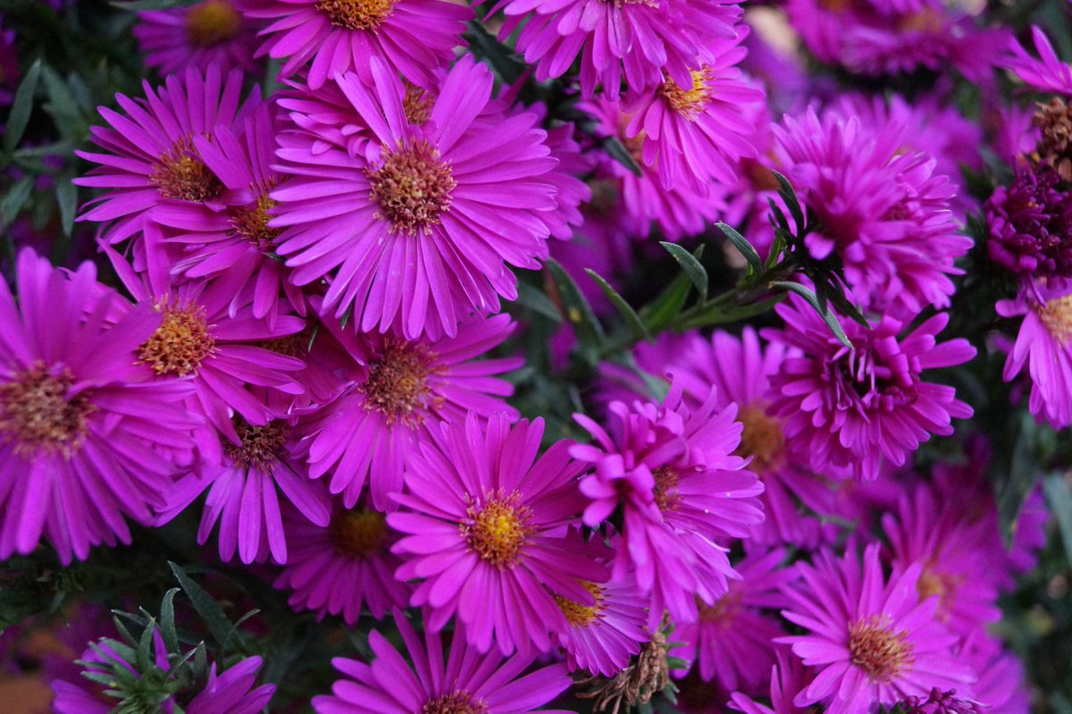 Still wie Libellen
über Seerosenblätter schweben,
hast du von meiner Gedankenwelt
Besitz ergriffen.
Dein Bild, von der Natur
mit der Farbkraft
des Frühlings gemalt,
erblühte mir im Sommer
und wird im Herbst
in Pastelltönen reifen,
mir von der Liebe
der Blumen erzählend.