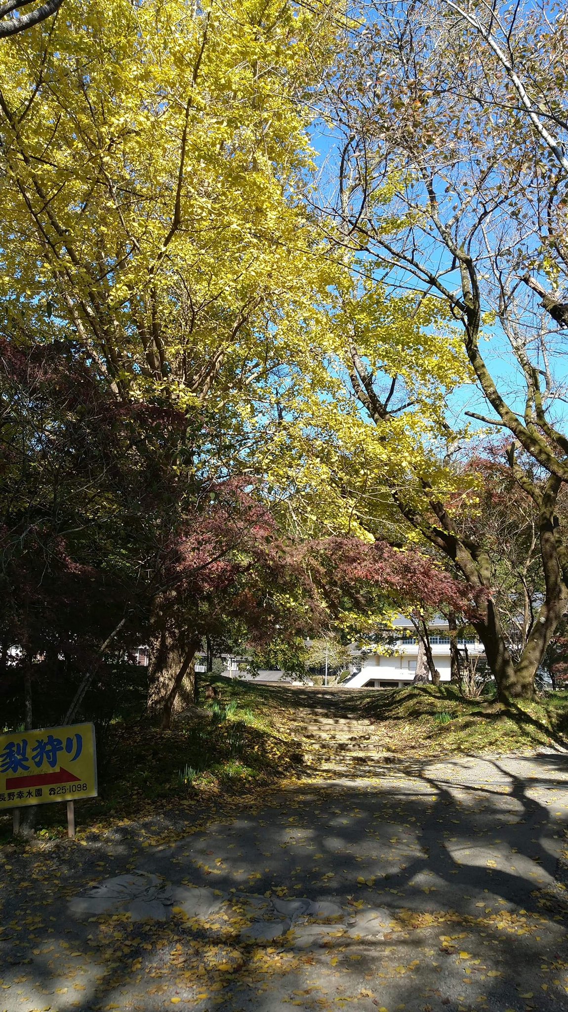 あさくら観光協会 公式 紅葉情報 秋月城跡 黒門の紅葉は色づき始めです イチョウは見頃になっています 写真は11月13日の昼撮影 紅葉 秋月 朝倉市 福岡 あさくらいふ あさくら観光協会 公式 紅葉情報 秋月城跡 黒門の紅葉は色づき始めです イチョウは見頃になっています 写真は11月13日の昼撮影 紅葉 秋月 朝倉市 福岡 あさくらいふ