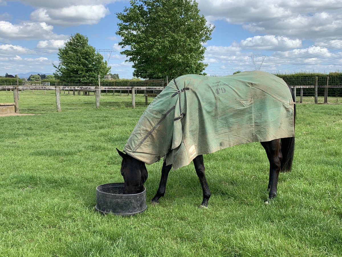 Group 1 winner Aegon happy to be back in his paddock filling up on “Fast grass “ before his next assignment🌱🌱🐎🐎⁦<a href="/ForsmanAndrew/">Andrew Forsman</a>⁩. ⁦<a href="/bart_zame/">Bart Zame</a>⁩