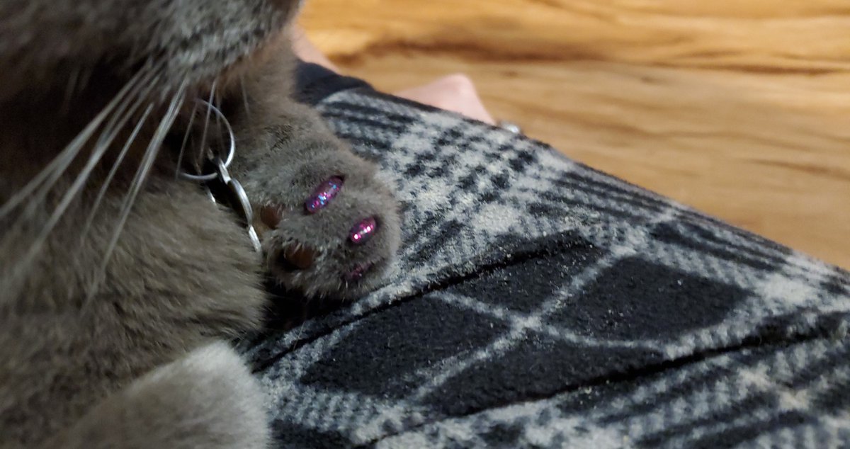 Sayyoh_'s tweet photo. Gave kitty pretty toes so she stops destroying house
#kitty #cat #catcaps #clawcaps https://t.co/5w5DpUZCVk