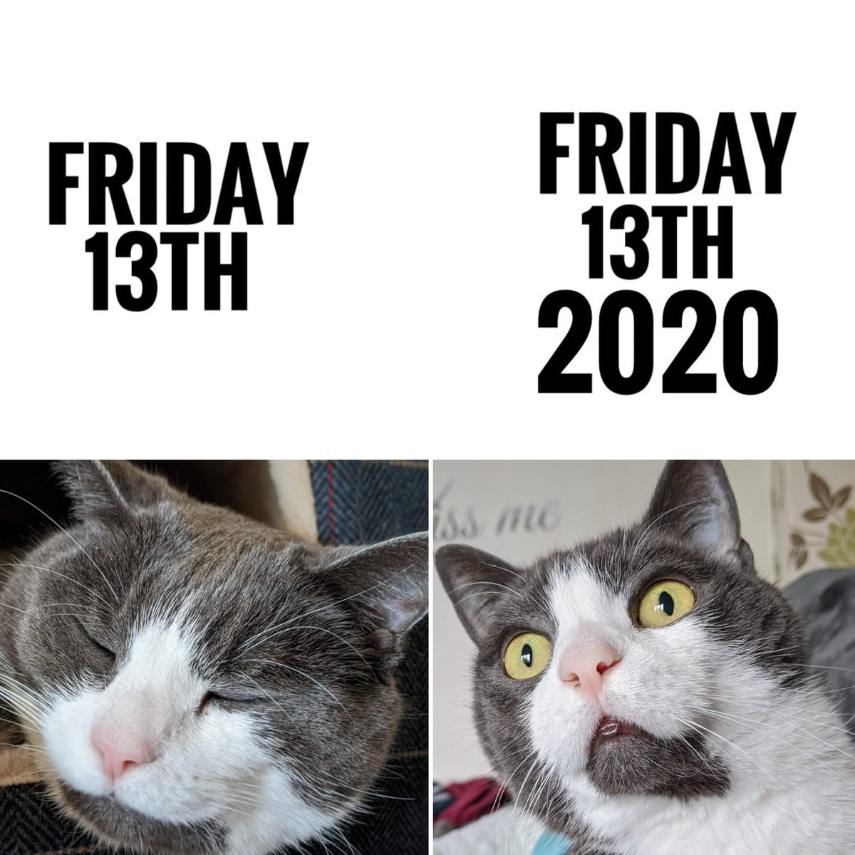 Friday 13th 2020 got me like... #fridaythe13th #catsoftwitter