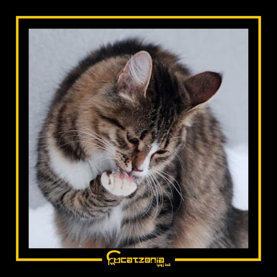 catzopedia's tweet photo. 5) Menggaru
Kucing juga menggunakan kukunya untuk menggaru. Namun begitu, biasanya kucing hanya menggunakan kaki belakang untuk menggaru dan kaki hadapan untuk membersihkan diri (dan kadangkala melibatkan penggunaan kuku) https://t.co/zQOOdqBPbO