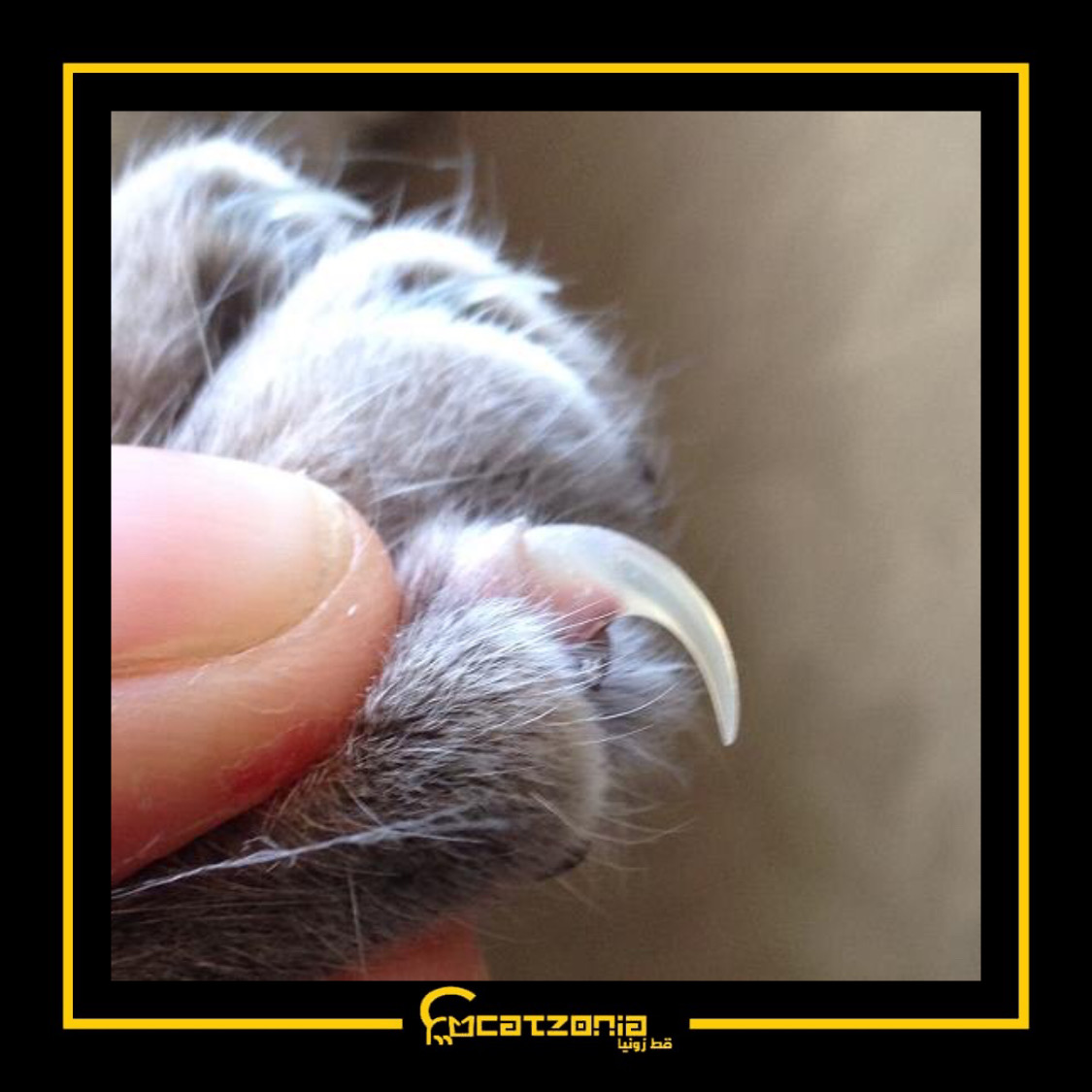 catzopedia's tweet photo. 5 sebab kenapa kucing mencakar , atau kadangkala perlu mencakar.

1) Menjaga dan mengasah kuku
Kelakuan mencakar ini sebenarnya untuk kucing membuang lapisan luar kukunya. Ini akan menajamkan kukunya. Apabila kulit kuku lama dibuang dan ia akan diganti dengan yang baru dan tajam. https://t.co/5rEMfev2sI
