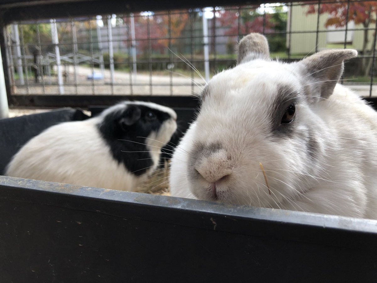 須坂市動物園 公式 A Twitter 白黒コンビ モルモットのマンゴーくん ウサギの果鈴ちゃん 須坂市動物園 須坂市 ウサギ モルモット