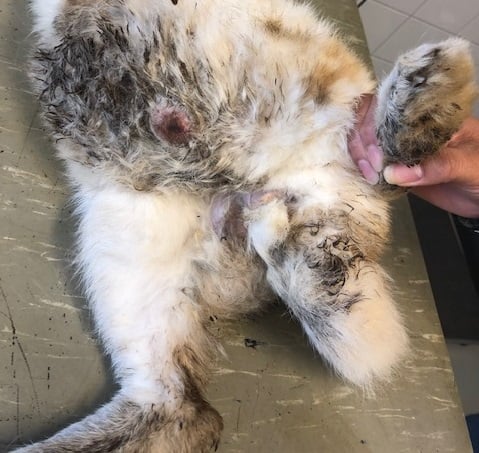 Melding politie Nijverheidslaan Musselkanaal