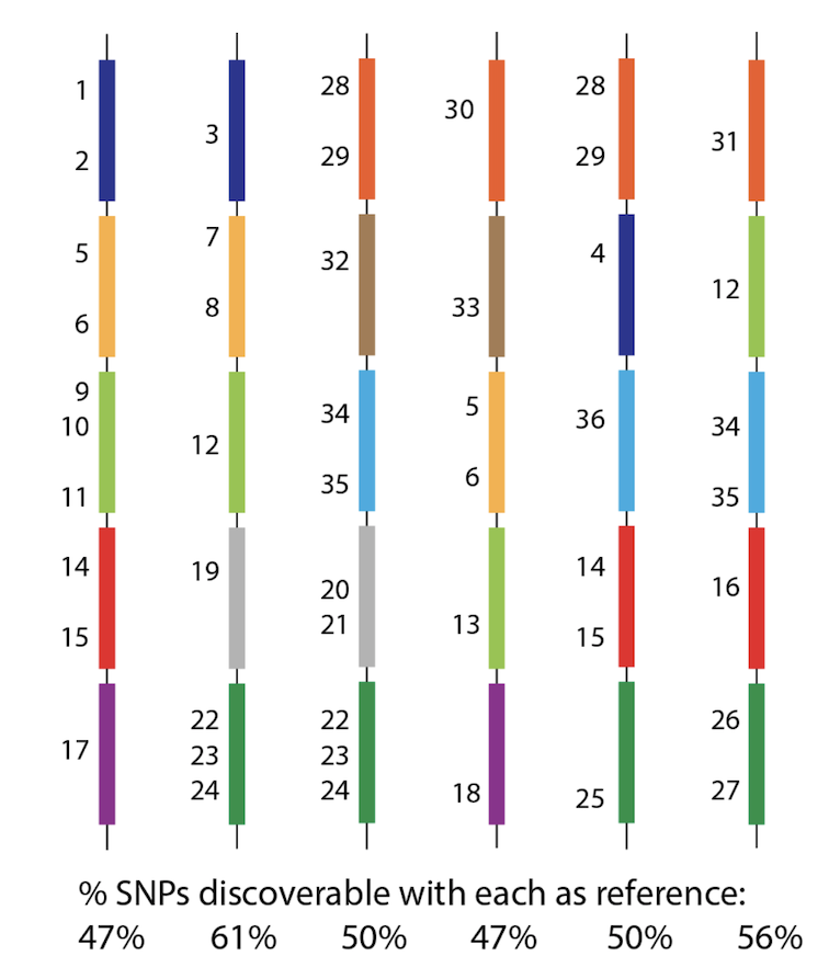 So - how can we possibly call SNPs in a situation like this? Whichever genome we use as reference will be missing many many genes, and therefore SNPs from the population? See this figure, with 36 SNPs, but no reference can see them all.  6/n