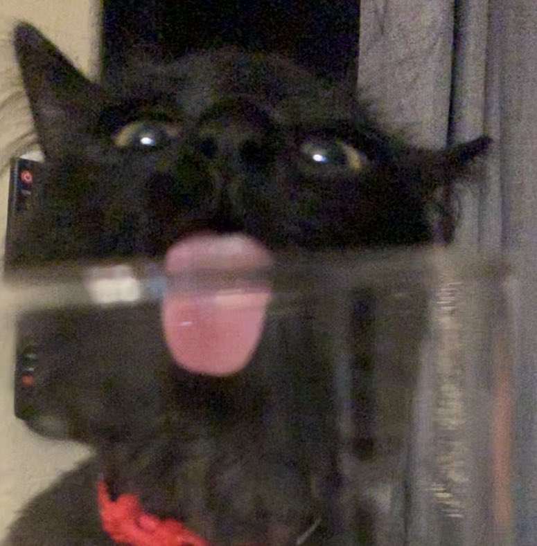 britittyp's tweet photo. Just a tiny lick https://t.co/4bTVcc8844