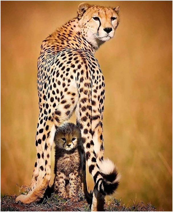 TrevaronTravel's tweet photo. Everything is fine when mom's there ❤️❤️
For more details visit us @https://trevarontours.com/
info@trevarontours.com
#travelandlife #worldlust #bestvacation #fantastic_earth #travelforlife #traveltime #wildanimals #liveadventurously #earthoutdoors #goneoutdoors #letsgetlost https://t.co/MpTMvdxDEc