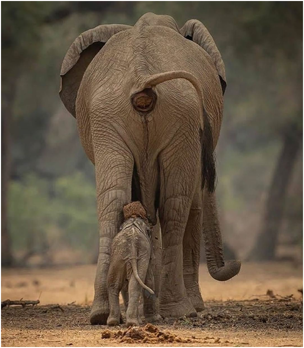 TrevaronTravel's tweet photo. Everything is fine when mom's there ❤️❤️
For more details visit us @https://trevarontours.com/
info@trevarontours.com
#travelandlife #worldlust #bestvacation #fantastic_earth #travelforlife #traveltime #wildanimals #liveadventurously #earthoutdoors #goneoutdoors #letsgetlost https://t.co/MpTMvdxDEc