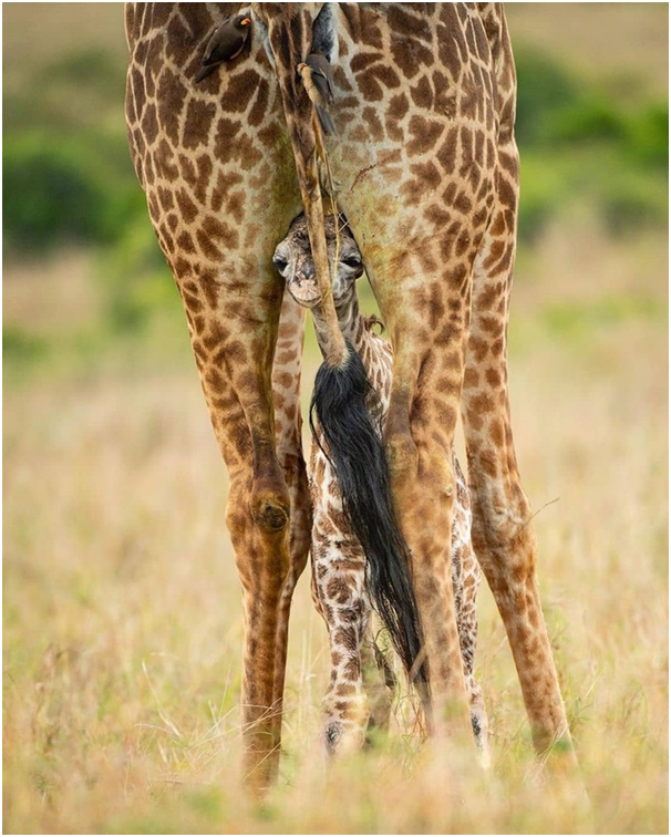 TrevaronTravel's tweet photo. Everything is fine when mom's there ❤️❤️
For more details visit us @https://trevarontours.com/
info@trevarontours.com
#travelandlife #worldlust #bestvacation #fantastic_earth #travelforlife #traveltime #wildanimals #liveadventurously #earthoutdoors #goneoutdoors #letsgetlost https://t.co/MpTMvdxDEc