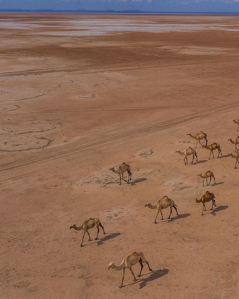 kenyapics's tweet photo. A camel caravan crosses the Chalbi Desert in northern Kenya. Photo by @bobbyneptune https://t.co/stkwwUDpro