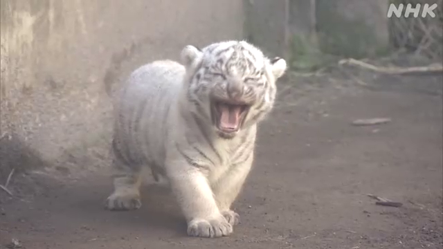 ホワイトタイガー の3つ子ちゃんが登場 静岡県東伊豆町の動物園 話題の画像プラス