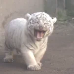 「ホワイトタイガー」の3つ子ちゃんが登場!静岡県東伊豆町の動物園