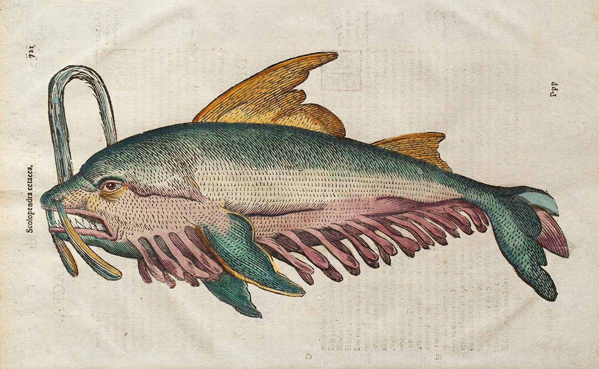 AntiqueStand's tweet photo. 1638年、イタリアでプリントされた海の幻獣。
De Piscibus (the fish) という図鑑のなかの１ページです。
#antique #seamonster #print #アンティーク #幻獣 #版画 #antiquestandhiroshima https://t.co/dwkzXj50HZ