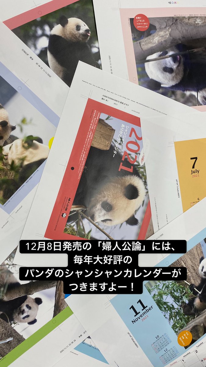 fujinkoron's tweet photo. ／
🐼🐼🐼！
＼
初フリートは、準備中のシャンシャンありがとうカレンダーで。毎年恒例大好評のカレンダーは12月8日発売の #婦人公論 につきます。撮影は、毎日パンダ @mainichipanda こと、高氏貴博さんです！乞うご期待！ https://t.co/HowDMCylVm