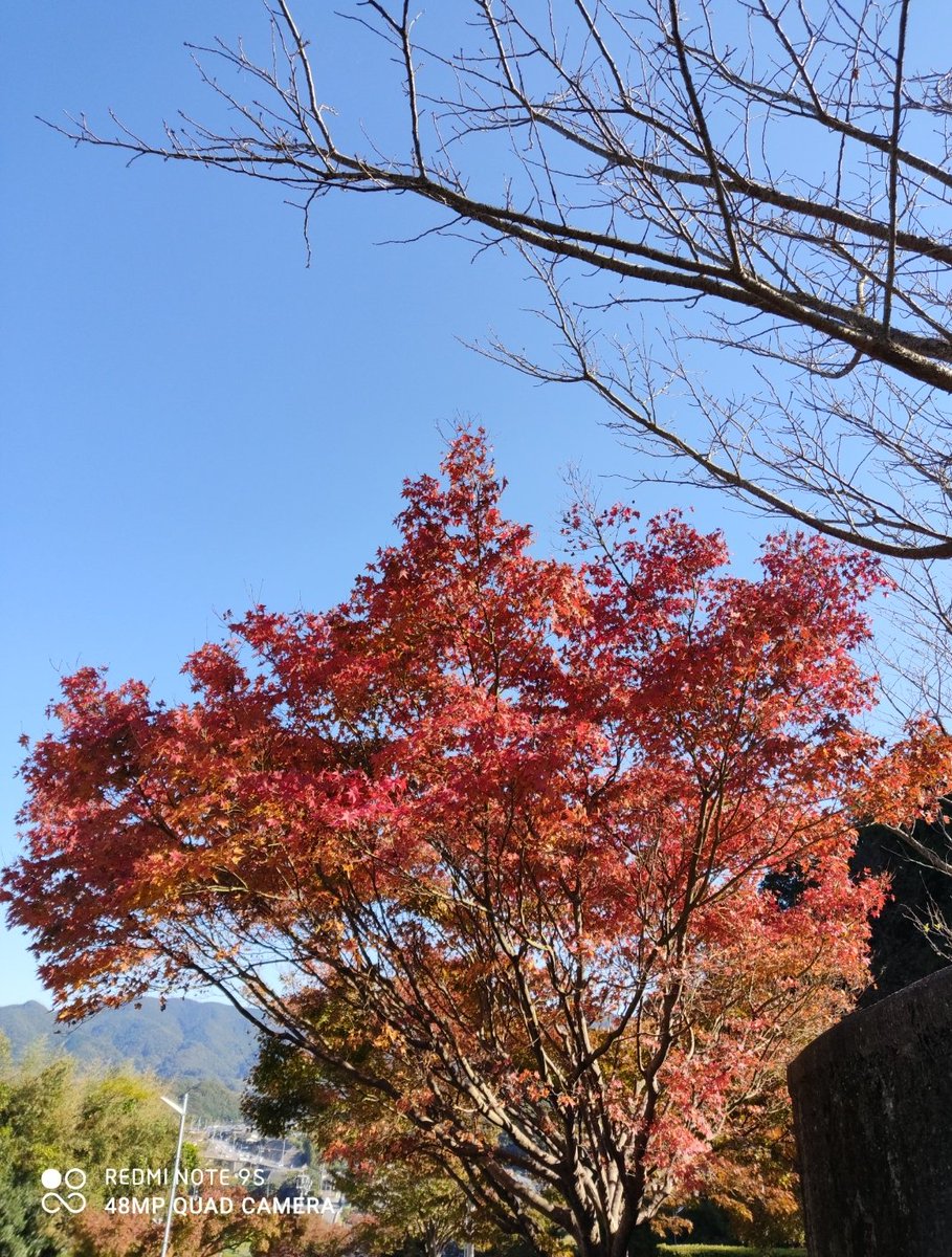 ひろふみ からだ改善維持 A Twitter 紅葉 写真ではわかりにくいですが 奇麗な紅葉でなく 茶色に枯れてる感じです 昨年も同じでした 原因は何 台風の潮風の影響 温暖化 ニ年前は美しい紅葉でしたが 美しい紅葉が見たいですね