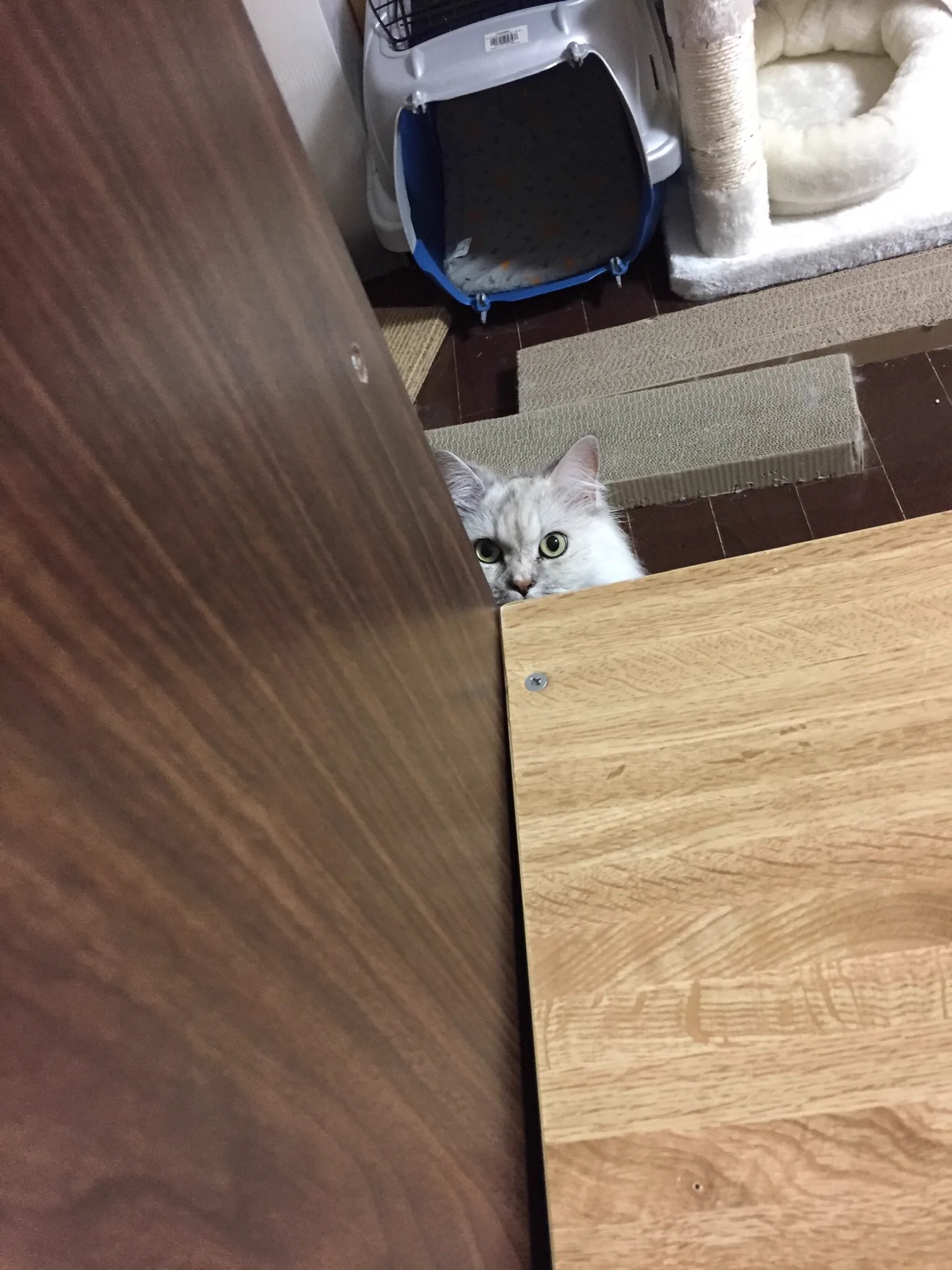 @kyuryuZ (ΦωΦ)うちのも
すぐ飽きる 