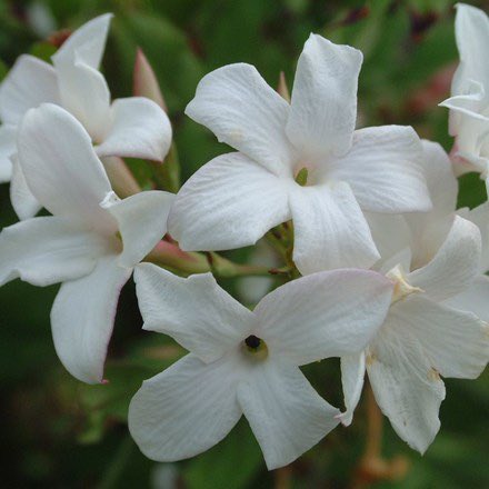 yasmine_oozeear's tweet photo. ~~ 🌸 Just like a flower ~~ 🌸
 Live your life with #love and sincerity ~~🌸

Keep spreading your #fragrance 
and #kindness to all 

#HappyWorldKindnessDay
#ToAllOfYou ✨🦋

Good morning twitter hearts 💖

Have a beautiful day 💟 https://t.co/EhPAgyGDzI