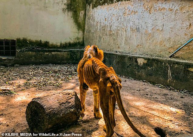 Хоррор про зоопарк. Голодающие львы в зоопарке Судана. Животные Нигерии.