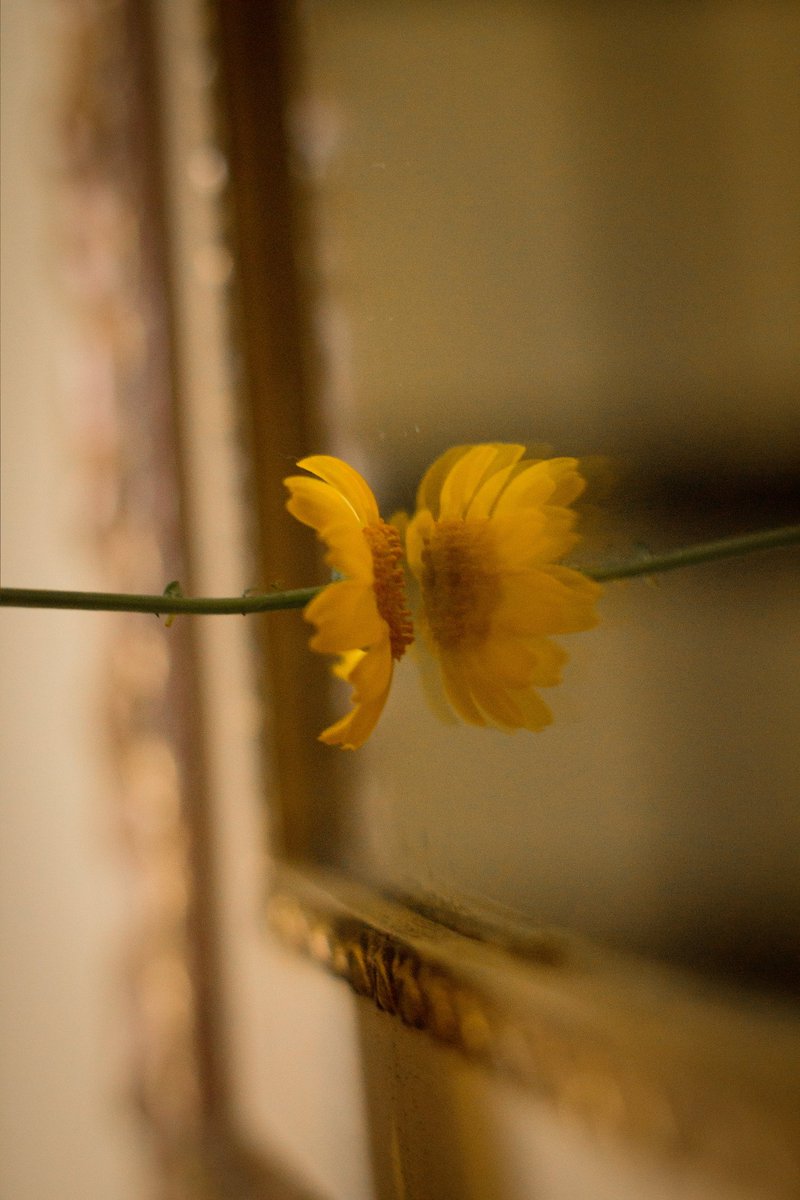 celiareyt's tweet photo. @JRhodesPianist Reflejo o realidad https://t.co/KNVVThOPAi