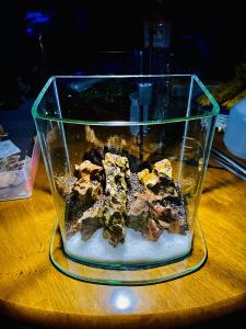 AquaGlobalist's tweet photo. ミスト式で種から育てる気孔石の山岳レイアウト
ジオラマ制作の気分で、ガラス内に気持ちがのめり込む♫
ミスト式だからこそ、種からだからこそ、イメージを再現できる技
手前の白砂利は、思いつきでやってしまったが、先々の不安もw
#aquasystem #アクアリウム #aquarium #mistgrowing https://t.co/5Pf9v75JOa