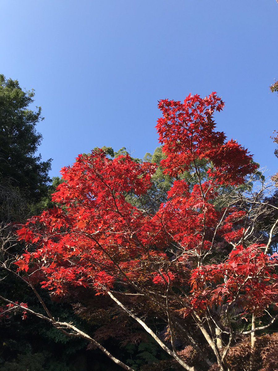 ট ইট র いるかチャンネル Ikc 熱海梅園 紅葉 本日の取材から 色づき始めた熱海梅園の写真です 本日一番鮮やかに紅葉していたの がこちら 真っ赤な葉がとても綺麗でした 木の種類によって紅葉の時期が違うそうです まりりん 熱海梅園もみじ ট ইট র いるかチャンネル Ikc 熱海梅園 紅葉 本日の取材から 色づき始めた熱海梅園の写真です 本日一番鮮やかに紅葉していたの がこちら 真っ赤な葉がとても綺麗でした 木の種類によって紅葉の時期が違うそうです まりりん 熱海梅園もみじ